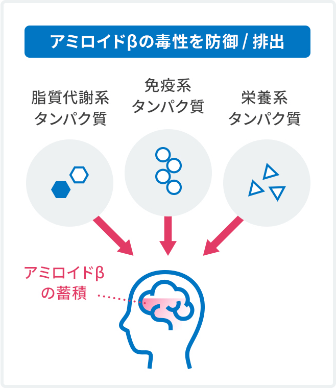 アミロイドβの毒性を防御、排出